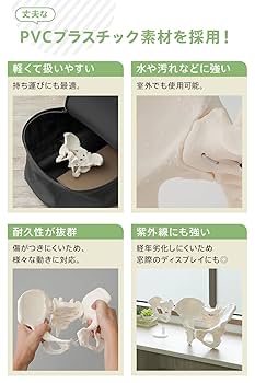 Amazon.co.jp: WeBirth 骨盤 模型 【理学療法士監修】触って